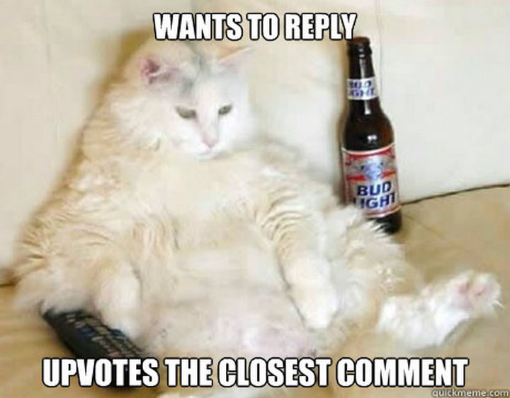 23 Amusingly Lazy Cats - "I could use another beer."