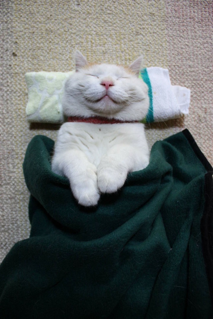 23 Amusingly Lazy Cats - He looks so comfortable.