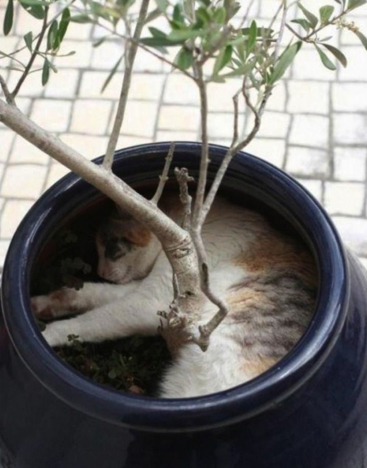 23 Amusingly Lazy Cats - Hide and seek: level 9000.