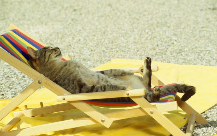 23 Amusingly Lazy Cats - Nothing like the holidays.