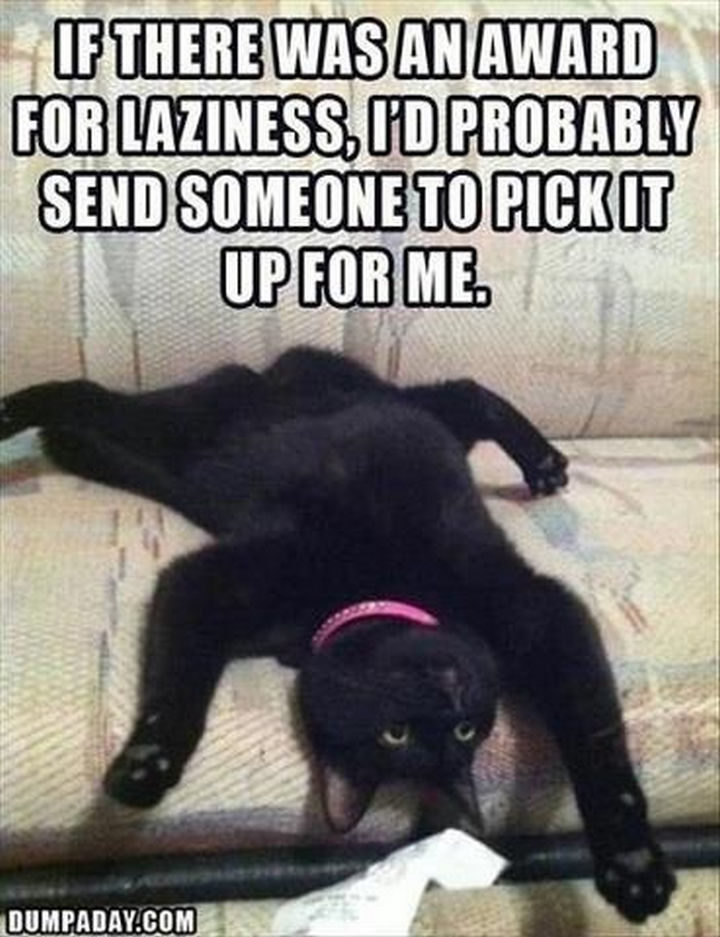 23 Amusingly Lazy Cats - If there was an award for laziness, I'd probably send someone to pick it up for me. True dat.