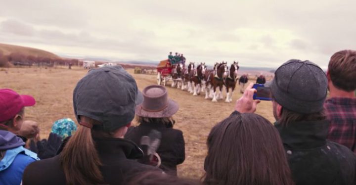 Budweiser Clydesdales Help Purina Deliver Surprise to Far View Horse Rescue.