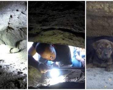 They Found Puppies Stuck in an 18-Foot Cave. Brave Rescuer Digs Down and Screams THIS!