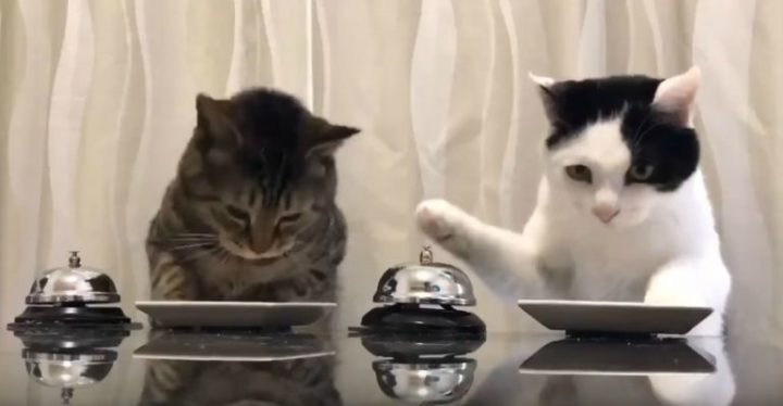 Hilarious Cats Ring Bell to Get Kitty Treats. They Would Make Pavlov Happy!