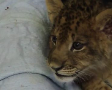 Lion Cub Gives His Best Roar but the Sound He Makes Instead Is the Cutest!