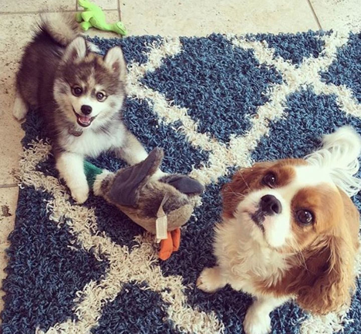 Norman the Pomeranian Husky mix has no shortage of friends either!