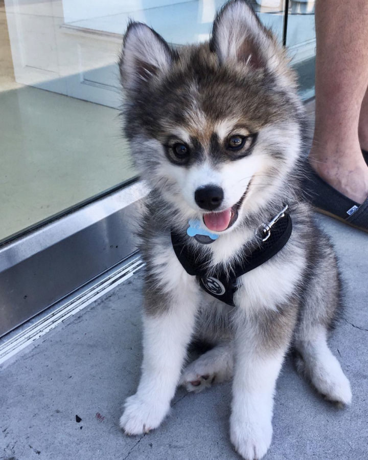 With so much cuteness, no wonder Norman the Pomsky has over 65,000 Instagram followers.