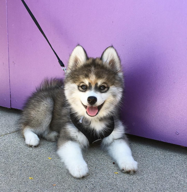 When Norman the Pomsky goes for walks, he must get a LOT of attention.