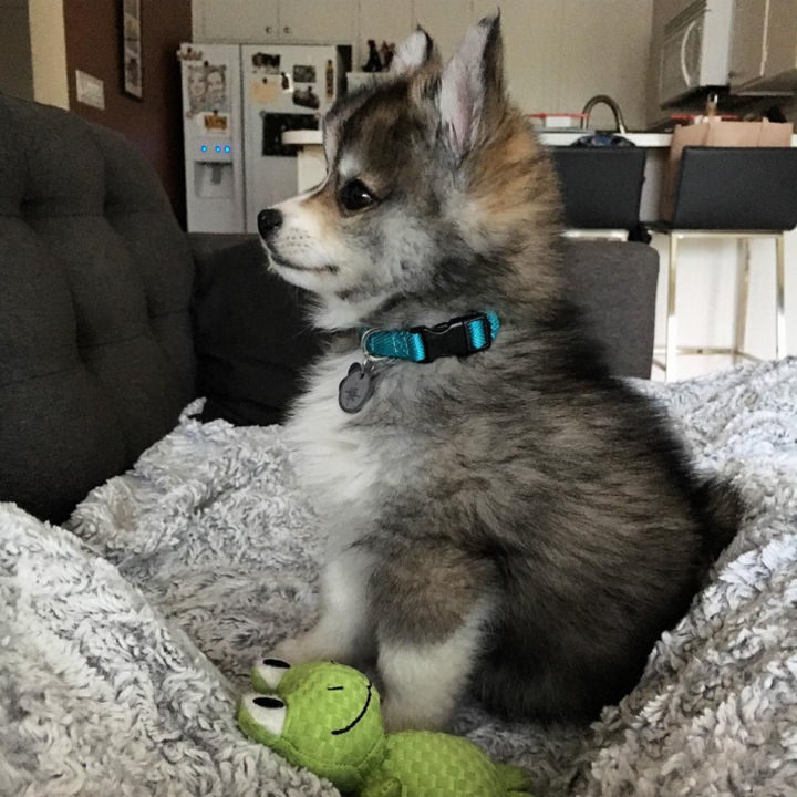 Norman the Pomsky looking adorable with his tiny froggy.