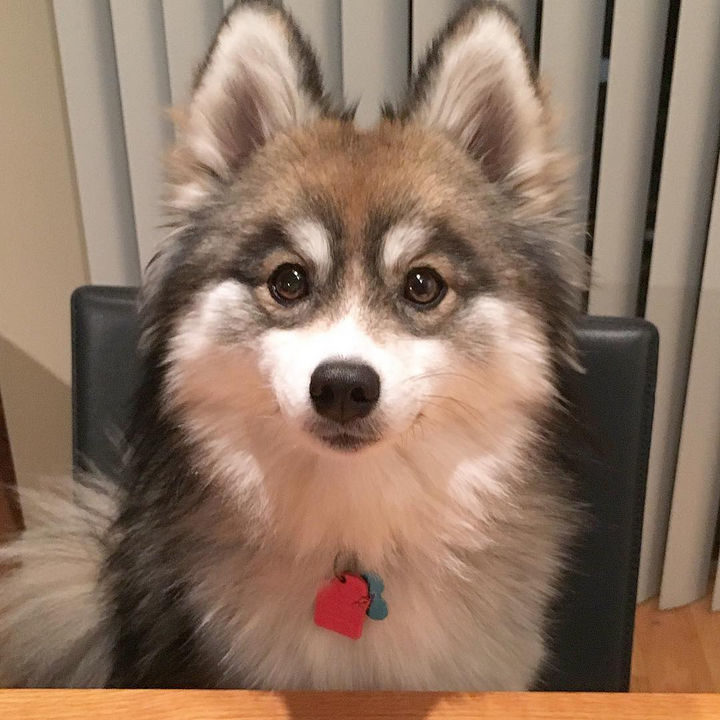 Norman the Pomeranian Husky mix puppy thanks you for looking at all his pictures and invites you to follow him on Instagram too!