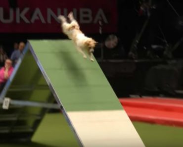 Hilarious Jack Russel Is Super Excited to Be at the Dog Show. You’ll LOL When He Does THIS!