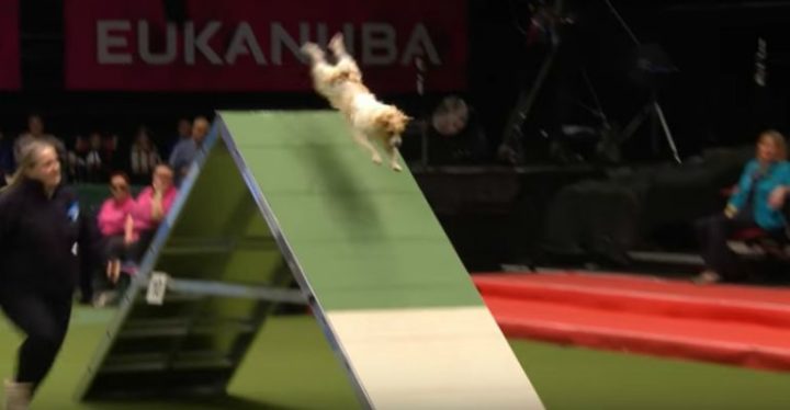 Little Olly the Jack Russell Goes Crazy with Excitement at Crufts 2017!