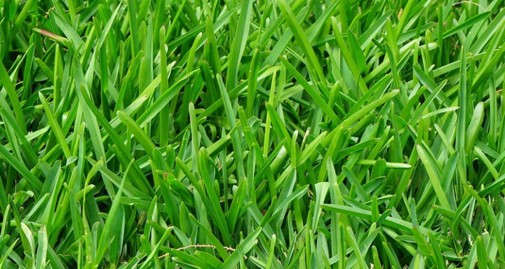 Squeeze out weeds by growing a thick and healthy lawn.
