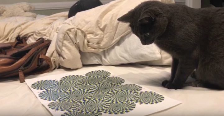 Cat Mesmerized By "Rotating Snakes" Optical Illusion.