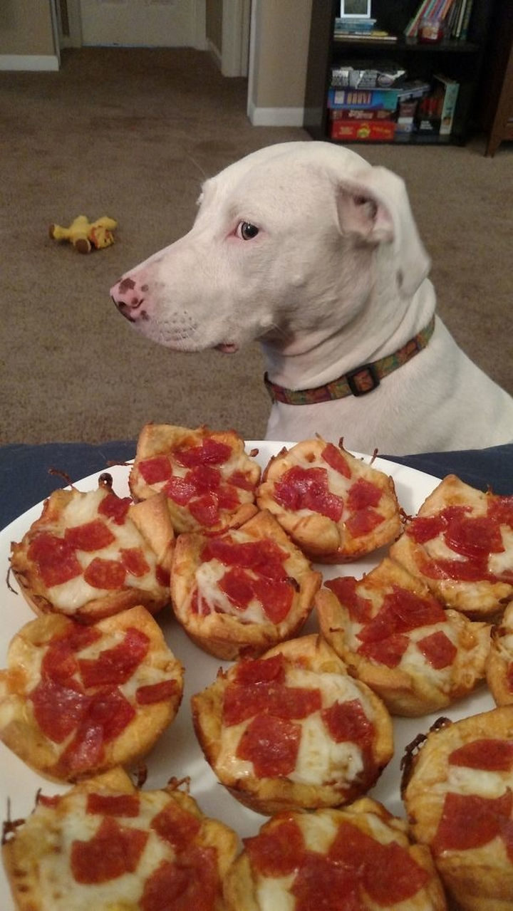 27 clever dogs bending the rules - This beauty isn't allowed to beg for food but that doesn't stop her from doing her best to look nonchalant about it.