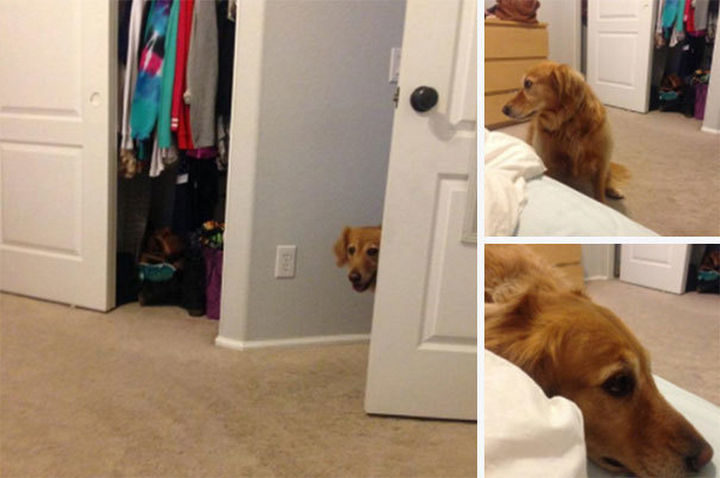 27 clever dogs bending the rules - She's not allowed in the bedroom but she's thinking "if I don't look at my human, she won't see me right?" Wrong. :)
