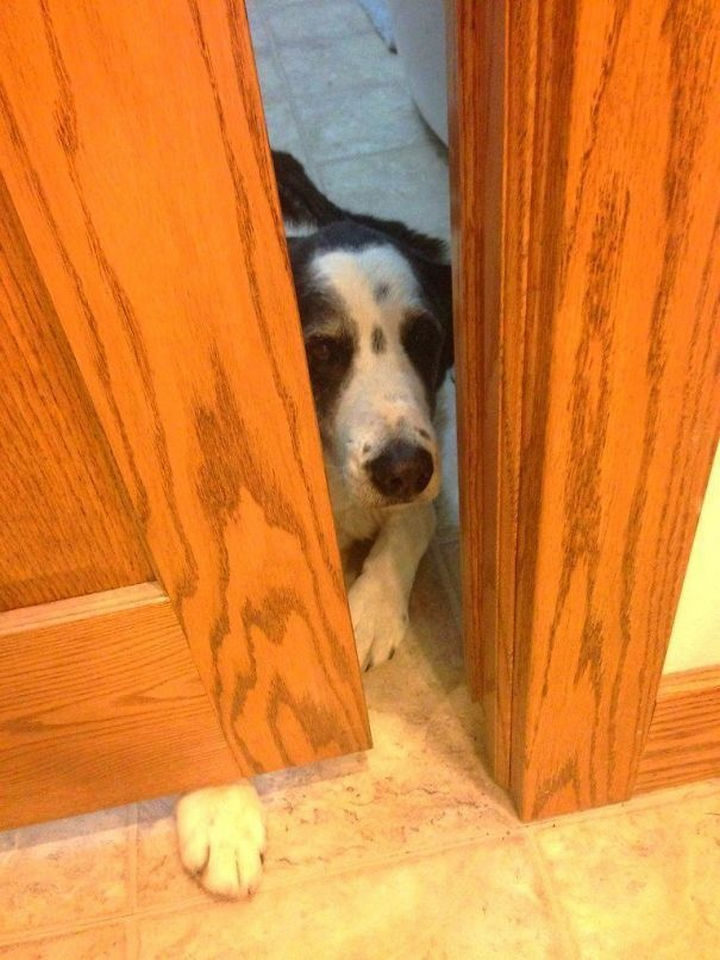 This 12-year-old pooch isn't allowed in the kitchen so he likes to get as close as he can.