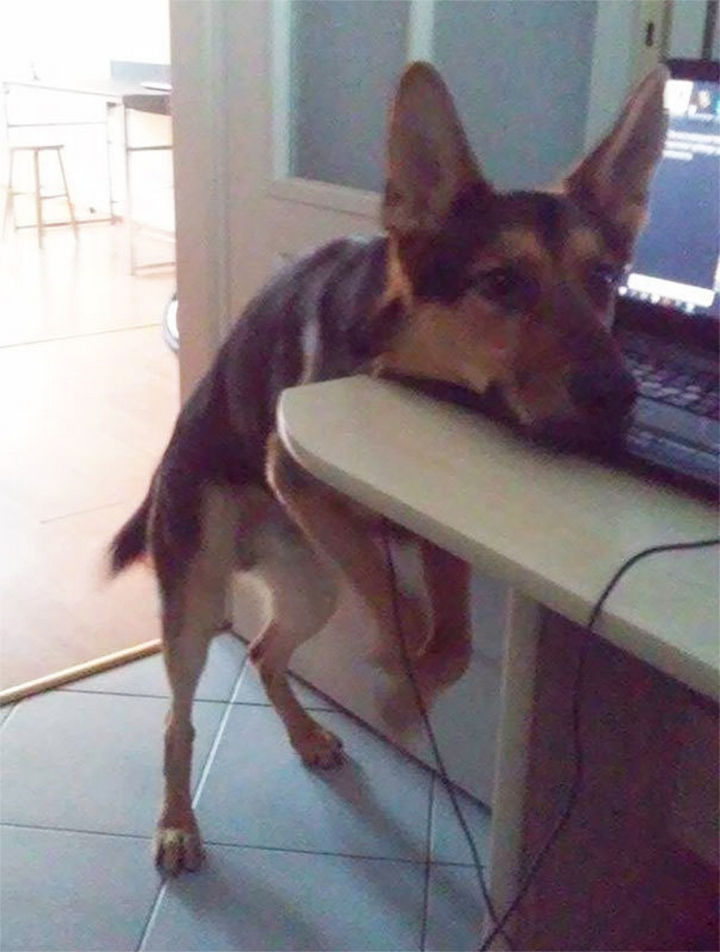 When he wants his ball thrown, he is forbidden to place his paws on the desk. So he does this... :)