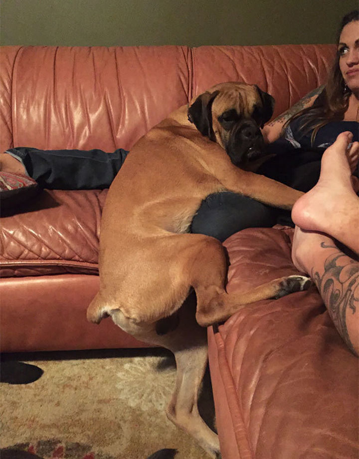 27 clever dogs bending the rules - Her boxer isn't allowed on the couch but it doesn't count if he has one paw on the floor does it?