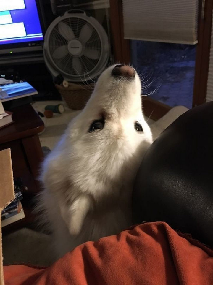 27 clever dogs bending the rules - This Samoyed isn't allowed to beg for food. So she thinks that by not facing her human, she's not being rude. :)
