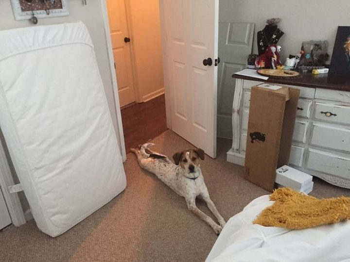 27 clever dogs bending the rules - He's not allowed to have all 4 feet in the bedroom. He found a way...