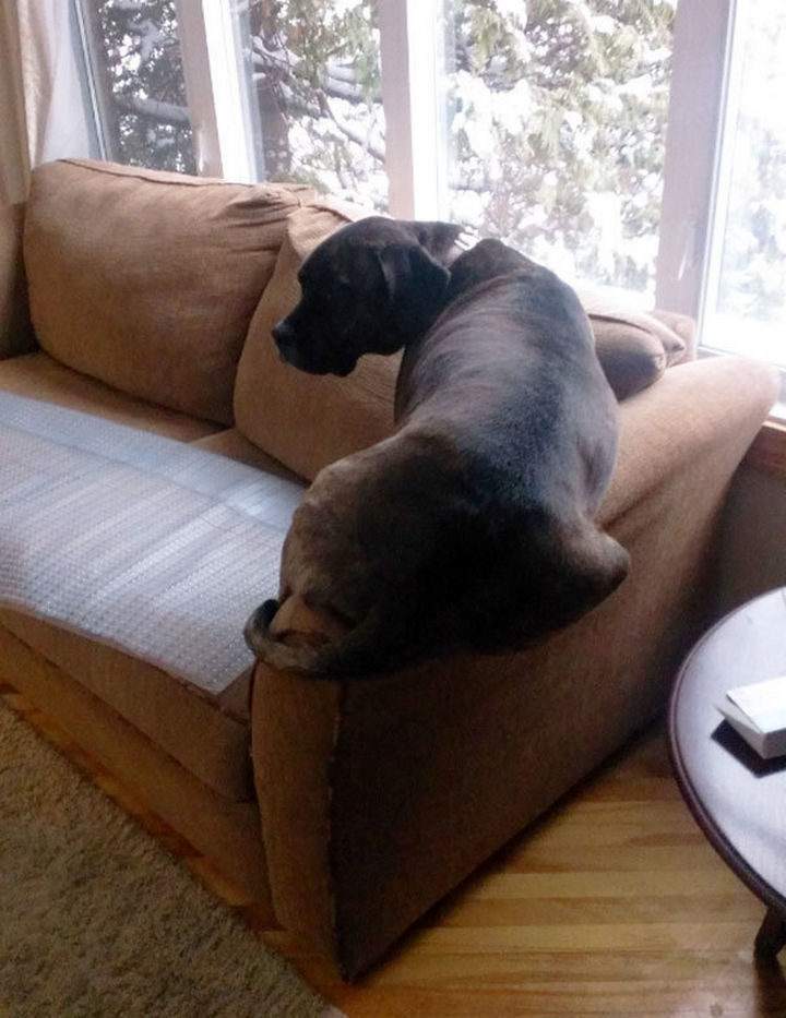 His owner said he's not allowed on the couch. So, he chose the arm. Seems legit.