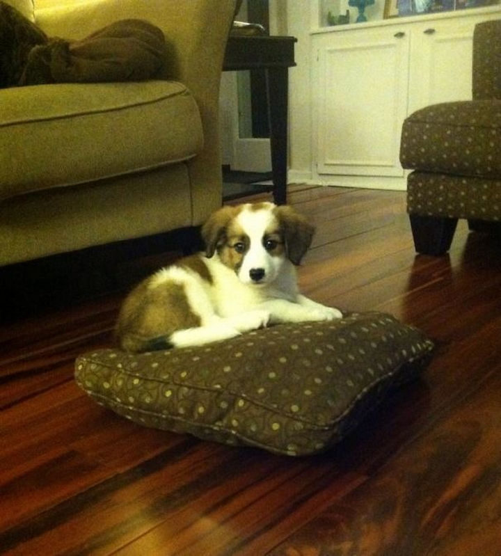 She's not allowed on the couch but nobody said anything about a couch pillow!
