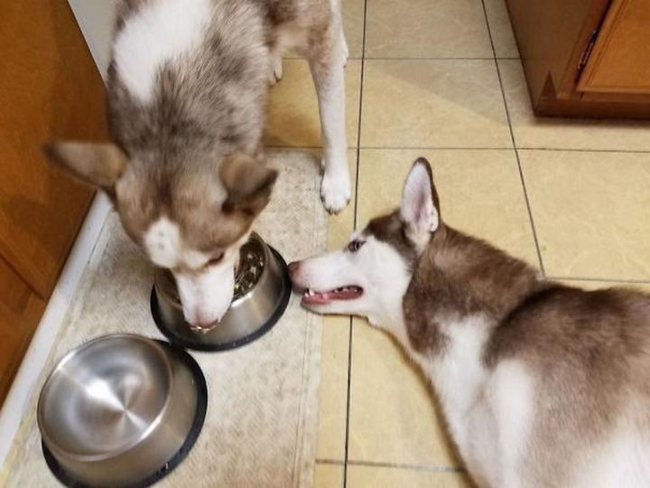 He always finishes his food first but isn't allowed to touch his friend's food. So he just lays there and watches him eat his food.