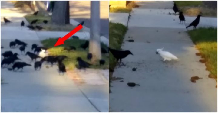 Cockatoo Is Adopted by Crows to Be Part of Their Flock.