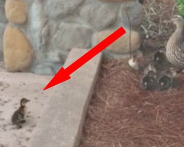 This Little Duckling Couldn’t Jump High Enough to Reach His Family. You’ll Cheer When He Does THIS!
