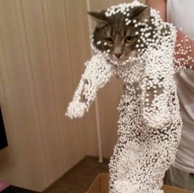 30 Cats Making Poor Life Choices - This cat that chose the wrong box to sit in.
