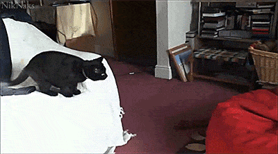 30 Cats Making Poor Life Choices - This black cat that wanted to find out what that big red dot was.