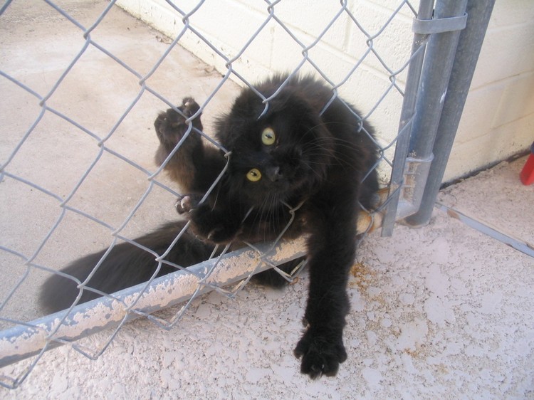 30 Cats Making Poor Life Choices - This cat was sure he would fit through the fence.