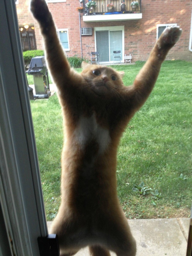 30 Cats Making Poor Life Choices - This cat that just got stuck climbing a screen door.
