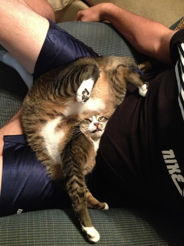 30 Cats Making Poor Life Choices - This cat that tried to prove he could do yoga.