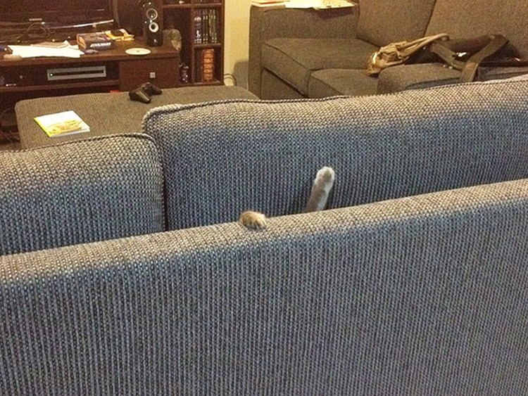 30 Cats Making Poor Life Choices - This cat that won't be hiding in the couch again anytime soon.