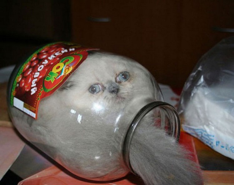 30 Cats Making Poor Life Choices - This cat that loves squeezing into empty jars.