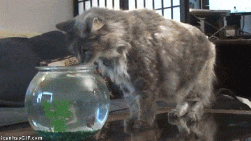 30 Cats Making Poor Life Choices - This cat that loves fish except for sharks.