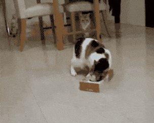 30 Cats Making Poor Life Choices - This cat that took 'if it fits, I sits' a little too far.