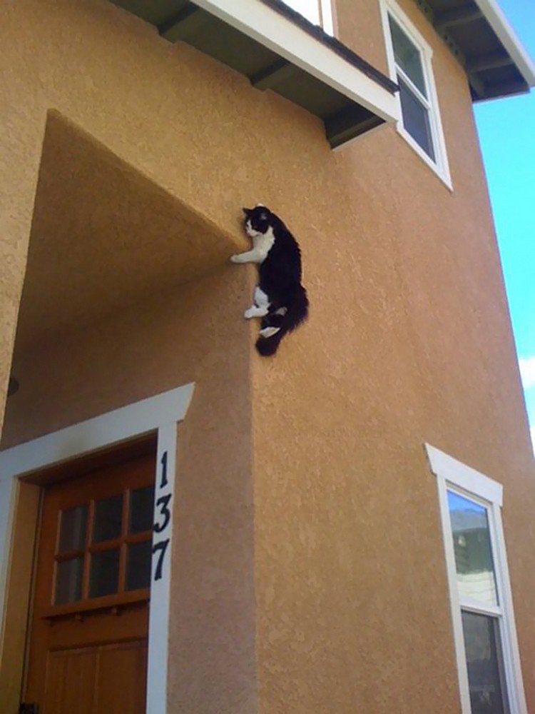30 Cats Making Poor Life Choices - This ninja cat that's afraid of mice.