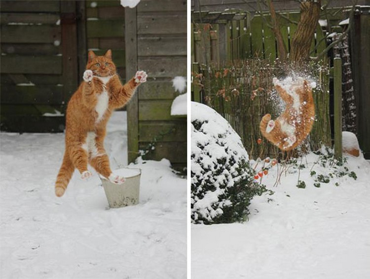 30 Cats Making Poor Life Choices - This cat that thought catching snowballs would be fun.