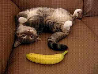 30 Cats Making Poor Life Choices - This kitten that just discovered a banana.