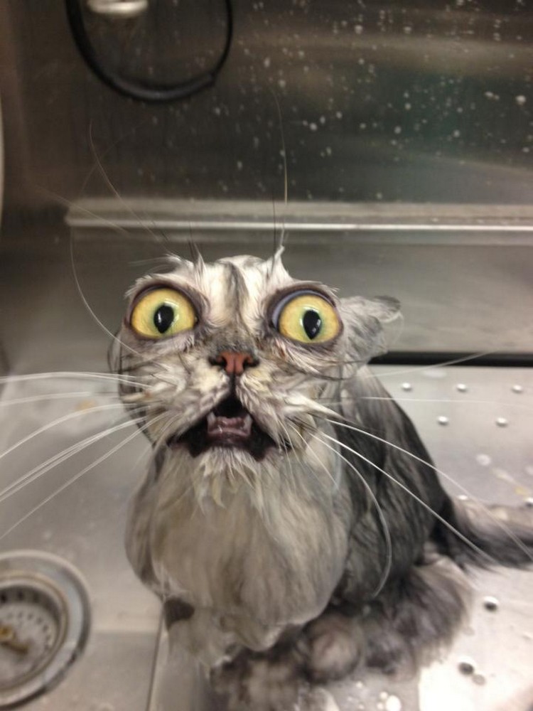 30 Cats Making Poor Life Choices - This cat that unknowingly agreed to taking a bath.