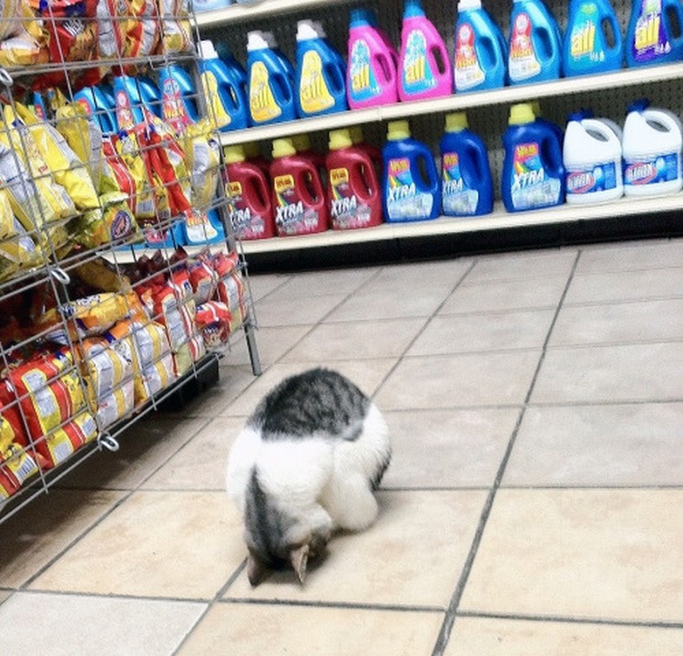30 Cats Making Poor Life Choices - This cat that regrets going shopping with his human.