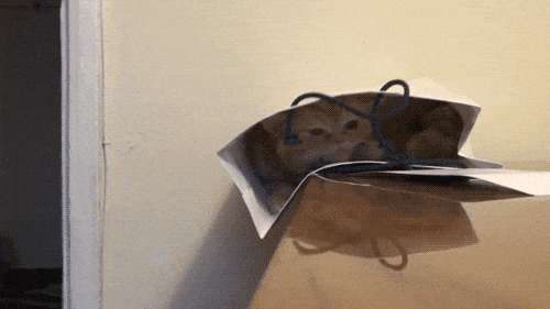 30 Cats Making Poor Life Choices - This sleepy cat that now wishes it didn't choose this bag to take a nap.