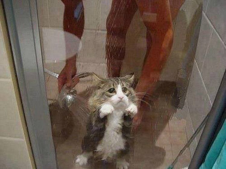 30 Cats Making Poor Life Choices - This wet kitty that won't be following his human into the shower again!