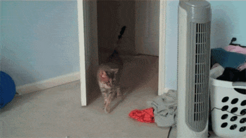 30 Cats Making Poor Life Choices - This cat that just discovered the fan was making all the noise.