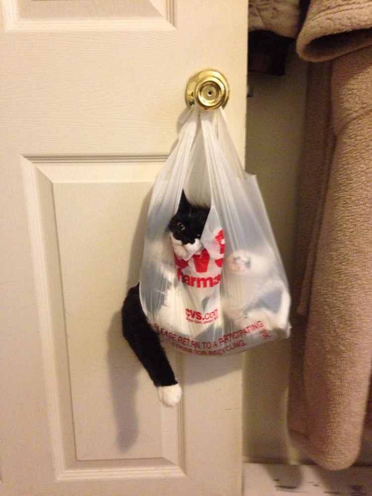 30 Cats Making Poor Life Choices - This curious cat that won't snoop through shopping bags again.