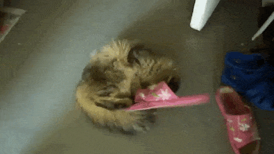 30 Cats Making Poor Life Choices - This cat that thought these sandals were a safe toy.