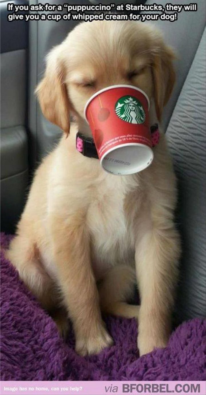 37 Funny Animal Memes - "If you ask for a puppuccino at Starbucks, they will give you a cup of whipped cream for your dog!"